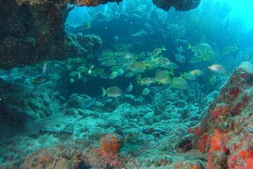 Naklejka na ściany i meble Diving, Wrecks, Caribbean, Windward Islands, Dominica, Guadeloupe, Martinique
