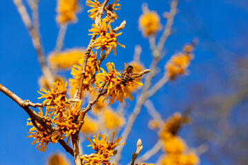 Hamamelis x Intermedia 'Brevipetala' (Witch Hazel) a winter spring flowering tree shrub plant which has a highly fragrant springtime yellow flower and leafless when in bloom with bee, stock photo 