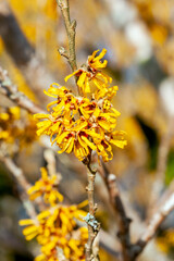 Hamamelis x Intermedia 'Brevipetala' (Witch Hazel) a winter spring flowering tree shrub plant which has a highly fragrant springtime yellow flower and leafless when in bloom stock photo image
