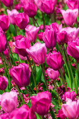 Tulip background (tulipa) a spring flowering plant with a pink springtime flower in a public park during March and April, stock photo image