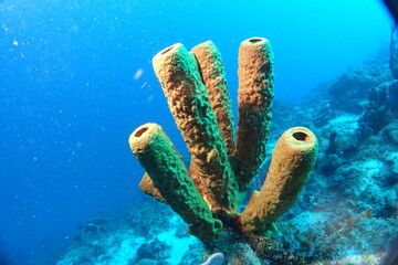 Diving, Wrecks, Caribbean, Windward Islands, Dominica, Guadeloupe, Martinique