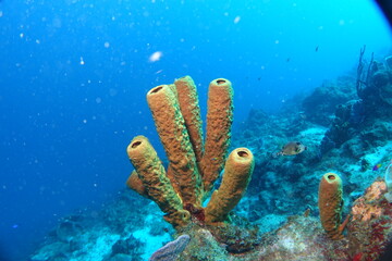 Diving, Wrecks, Caribbean, Windward Islands, Dominica, Guadeloupe, Martinique