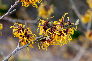 Hamamelis x Intermedia 'Orange Beauty' (Witch Hazel) a winter spring flowering tree shrub plant which has a highly fragrant springtime yellow orange flower and leafless when in bloom stock photo image