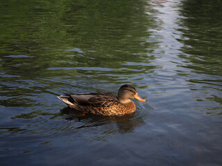 The duck swims on the surface of the lake. Feathered animal.