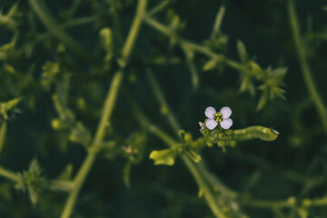 close up photograph of a cakile flower next to the delta del ebro beach