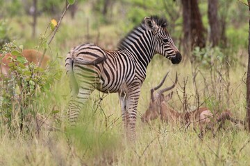 Baby zebra