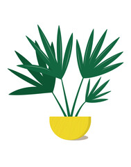 Cute house plant in yellow decorated pot isolated on white background.