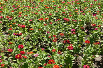 Not a few colorful flowers of Zinnia elegans in July