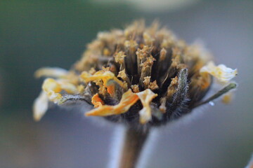 increible closeup de hermosas flores unas secas y unas algo raras, increible los detalles de la naturaleza 