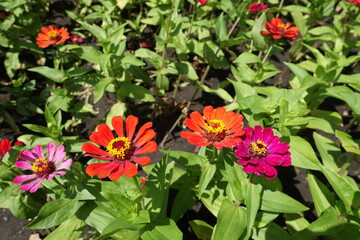 Red, orange and magenta colored flowers of Zinnia elegans in July