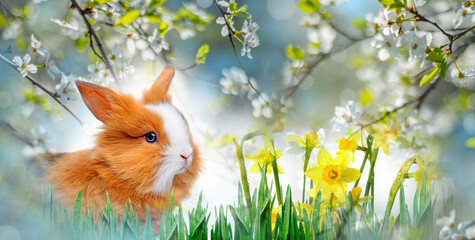 little rabbit isolated on white