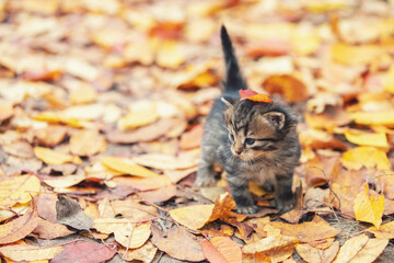 Little kitten walking on fallen leaves in the autumn garden © vvvita