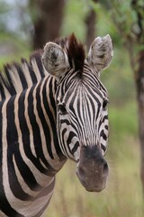 Zebra portrait