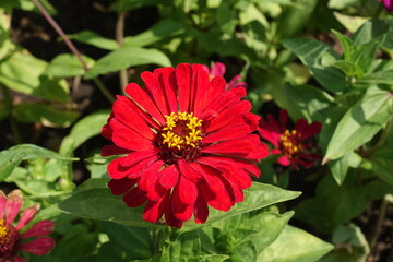 One flower of double red Zinnia elegans in mid July