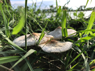 mushrooms in the grass