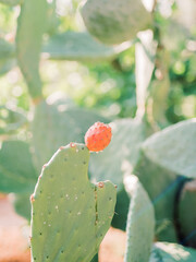 Cactus With Prickly Pear Fruits | Fine-Art Nature Photography | Shot on Ibiza
