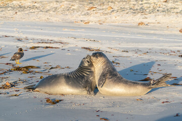 Elephant seals on the beatch