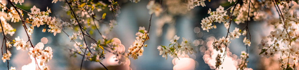 flowering spring cherry tree close-up and light bokeh