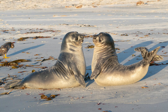 Elephant seals on the beatch