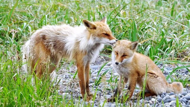 キタキツネの親子