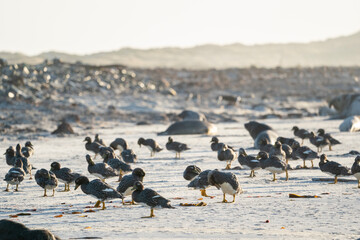 The Falkland steamer duck (Tachyeres brachypterus)