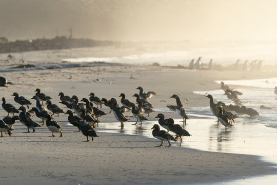 The Falkland Steamer Duck (Tachyeres Brachypterus)