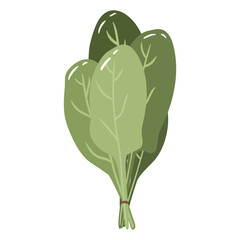 Spinach greens colorful vector illustration isolated on white background. Hand drawn style, cute doodle art. Agricultural concept. Vegetables for gardening. Healthy diet.