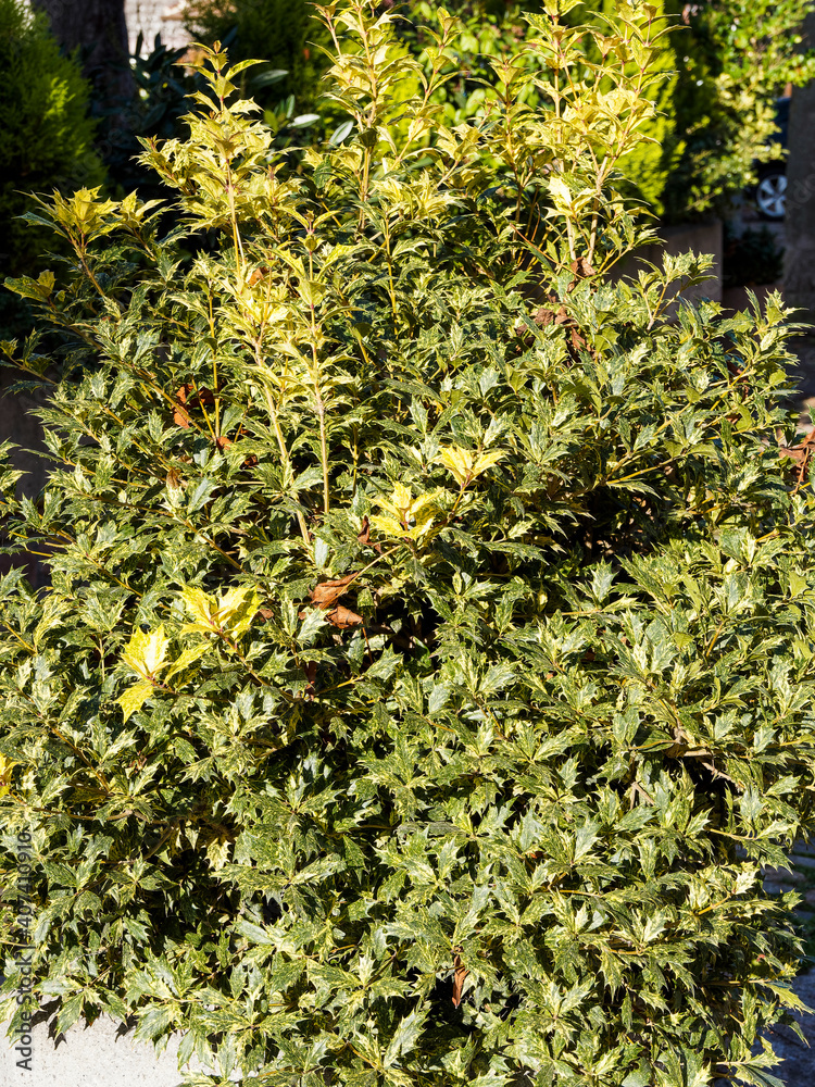 Sticker (Osmanthus heterophyllus 'Goshiki') Stachelblättrige Duftblüte. Zierstrauch im Garten mit Grün und cremeweiß panaschierten Blätter und Blatterand mit vier großen stacheligen Zähnen