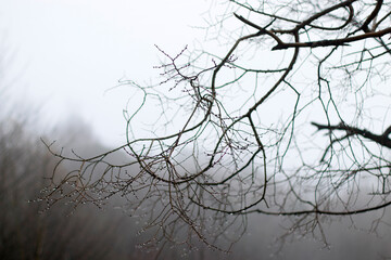 Urban park in a winter day