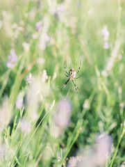 Spider Web in Lavender Field | Fine-art Nature Photography
