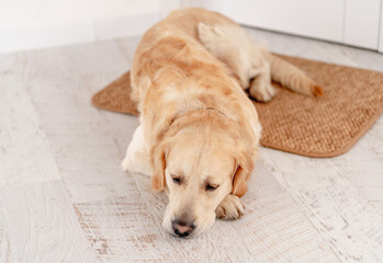 Golden retriever dog at home