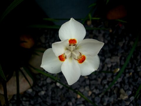 flor moreia bicolor - dietes bicolor