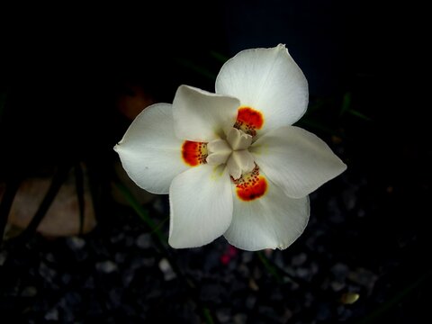 flor moreia bicolor - dietes bicolor
