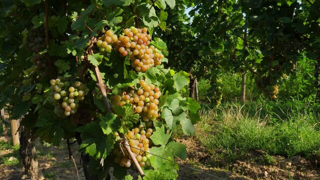 Yellow and green vine berries in clusters at wine bush, leaves stir on wind. Close shot of ripening grapes at august. Vineyard on famous Alsatian Vineyard route at France