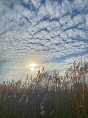sunset over the field