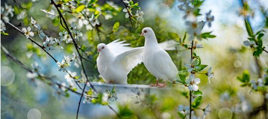 white pigeons in the garden © Vera Kuttelvaserova
