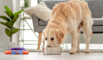 Golden retriever dog at home