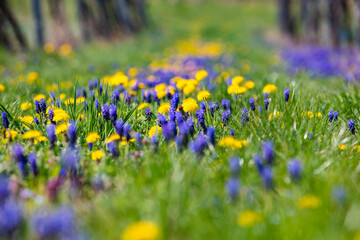 colorful spring flowers