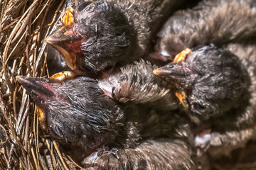 Oisillons au nid