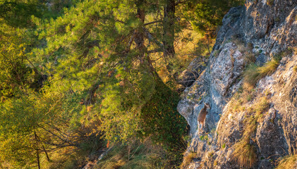 Capra pyrenaicas over the rocks top view