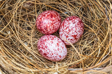 easter eggs in nest