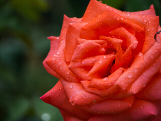 Close-up of a red rose bud with raindrops on its petals.