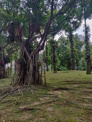 trees in the forest