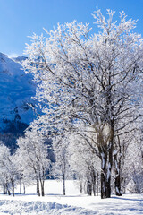 Frozen trees on winter landscape and blue sky in mountains