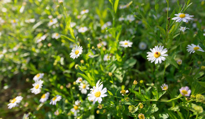 field of Beautiful daisy flowers