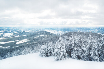 Winter landscape with forest and trees covered snow. Divcibare mountain, Serbia.