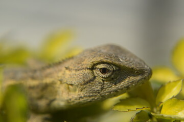 Chameleon close up