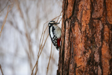 Woodpecker sits on a pine trunk in winter