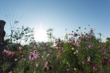 Beautiful cosmos flowers blooming in garden