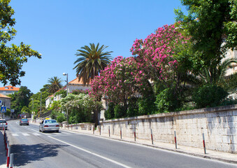 Fototapeta premium Dubrovnik, Croatia, Nature and city roads. Dubrovnik is a city located in the southeast of Croatia on the shores of the Adriatic Sea. Oleander bushes grow on the streets of the city and delight the 
